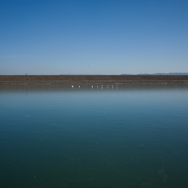549 :: Birds on ice at Insula (BC)